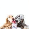 Native Pet Salmon Oil Dog Supplement Skin Coat Joint Health-1