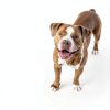 Welactin Omega 3 Dog Supplement Soft Chews Nutramax-6