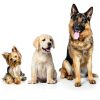 GOODGROWLIES Dog Itch Relief Chews Omega 3 Skin Health-8