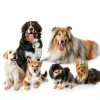 Bark&Spark Omega Dog Supplements Skin Coat Health-6