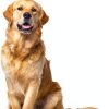 Grateful Pawz Dog Allergy Relief Chews Skin Coat Supplement-1