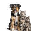 Iceland Pure Salmon Oil for Dogs Cats Skin Coat Health-3